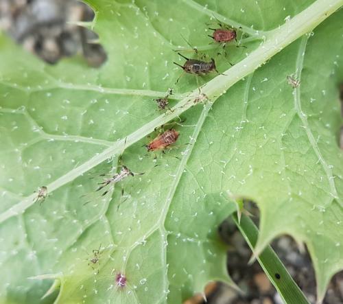 Réf. 216 729 : Macrosiphum sp.